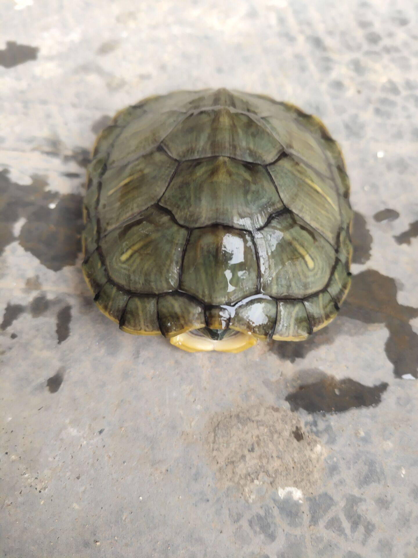 乌龟活体 巴西龟小宠物龟 中华草龟苗网红炫彩龟鳄龟活物龟地图龟