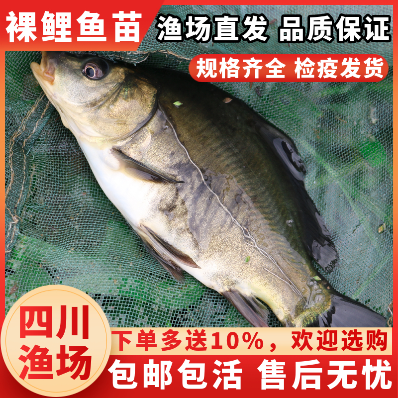 裸鲤鱼苗无甲无鳞养殖食用淡水三道鳞