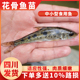 花骨鱼苗土凤鱼苗鱼塘养殖耐活易养淡水养殖本地稀有高档可食用