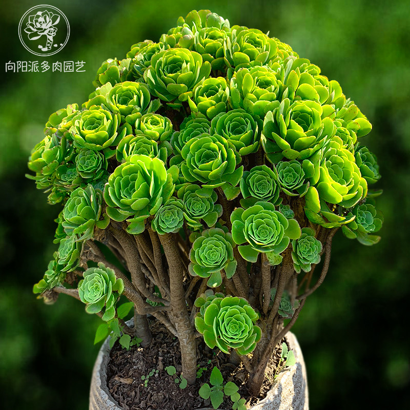 绿羊绒绿玫瑰法师阳台带土趣味多肉植物一物一拍老桩向阳派园艺