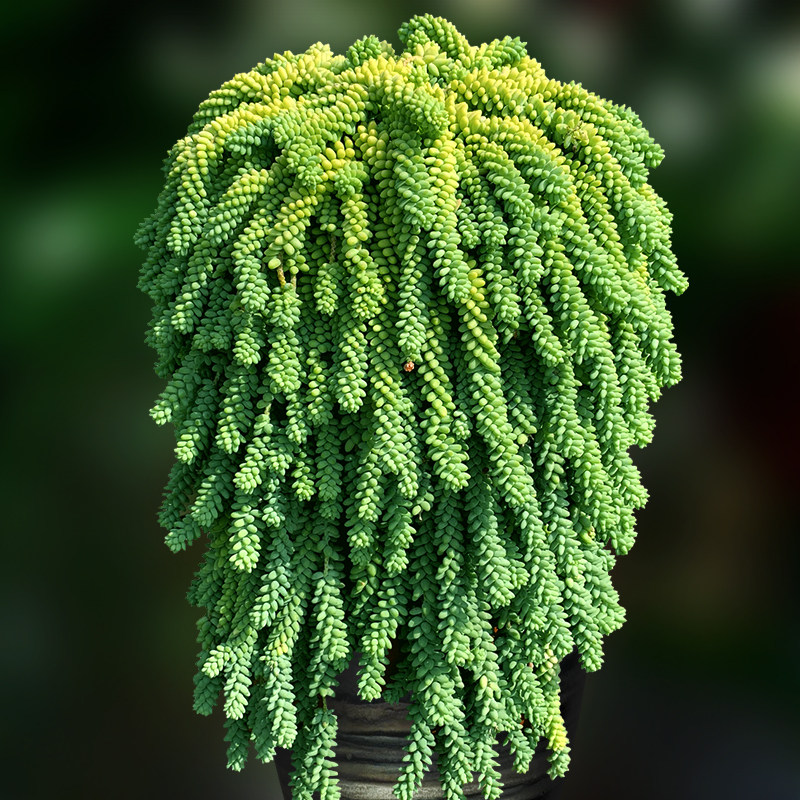 新玉缀彩虹多肉植物一物一拍盆栽包邮阳台绿植花卉吊兰向阳派园艺