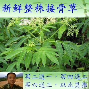 接骨草的药用价值图片