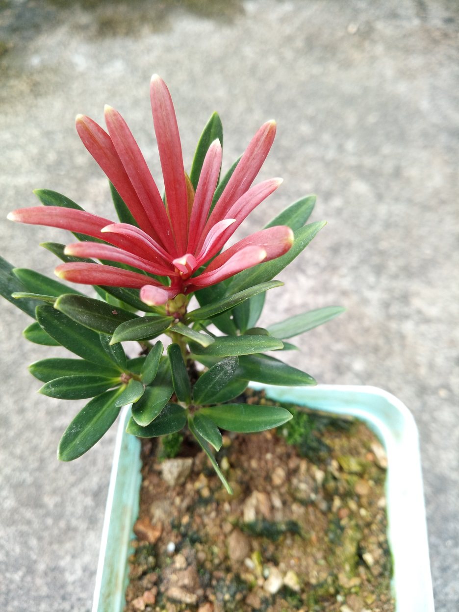 热销菊花苗 扦插苗_海岛四季红芽罗汉松 真趣罗汉松 菊花芯扦插苗