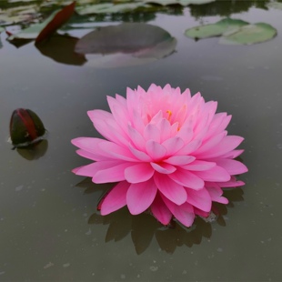 进口耐寒香睡莲带花带花苞发货室内外池塘水池水培植物：粉蓬蓬