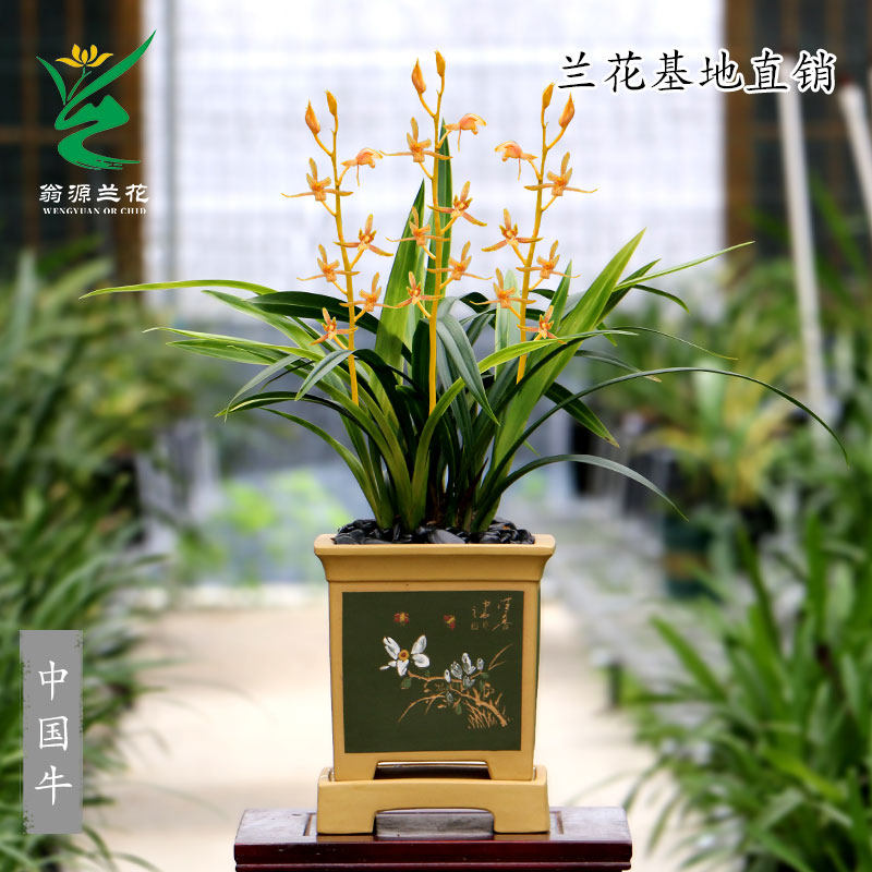 翁源兰花墨兰精品中国牛玉如意带花朱金浓香好养室内花卉绿植盆栽