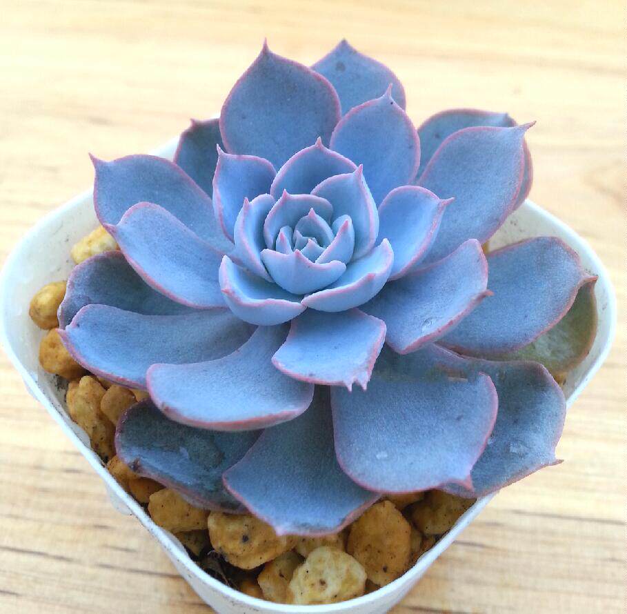 蓝石莲 多肉植物 桃蛋 精美迷你高档进口防辐射特价阳