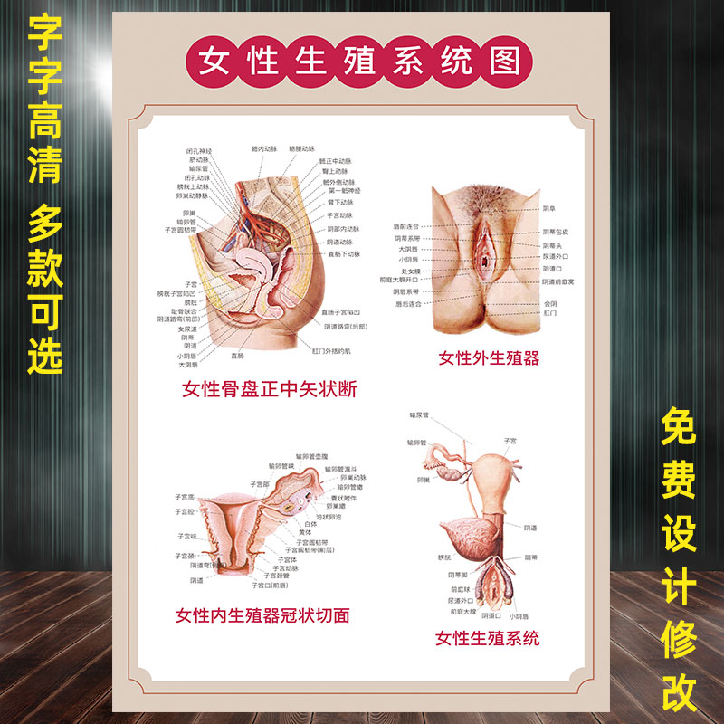 女性生殖系统挂图宣传画医学人体结构解剖图妇科子宫海报私密图片