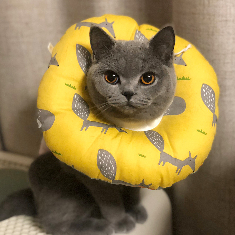 伊丽莎白圈猫项圈猫脖圈伊利沙白圈软布猫咪宠物头套防舔耻辱圈-泡美