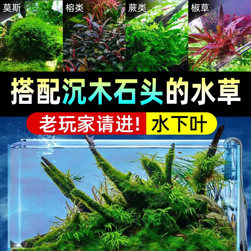 鱼缸造景全套前景沉木石头水榕椒草牛