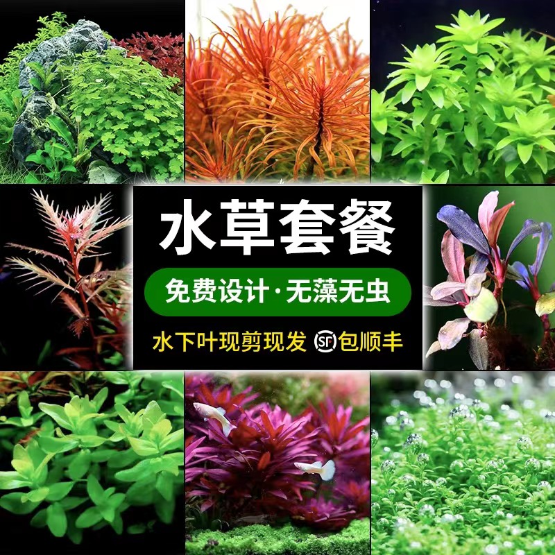 阴性水草套餐懒人新手无需二氧化碳活体真植物淡水荷兰景鱼缸造景