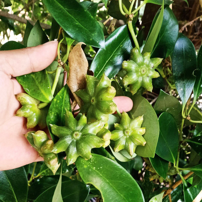 八角树苗南北方种植嫁接大料茴香苗盆栽地栽当年结果食用果树保真