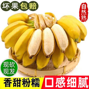 正宗广西小米蕉9斤整箱 香蕉新鲜时令水果小香芭蕉当季苹果蕉粉蕉