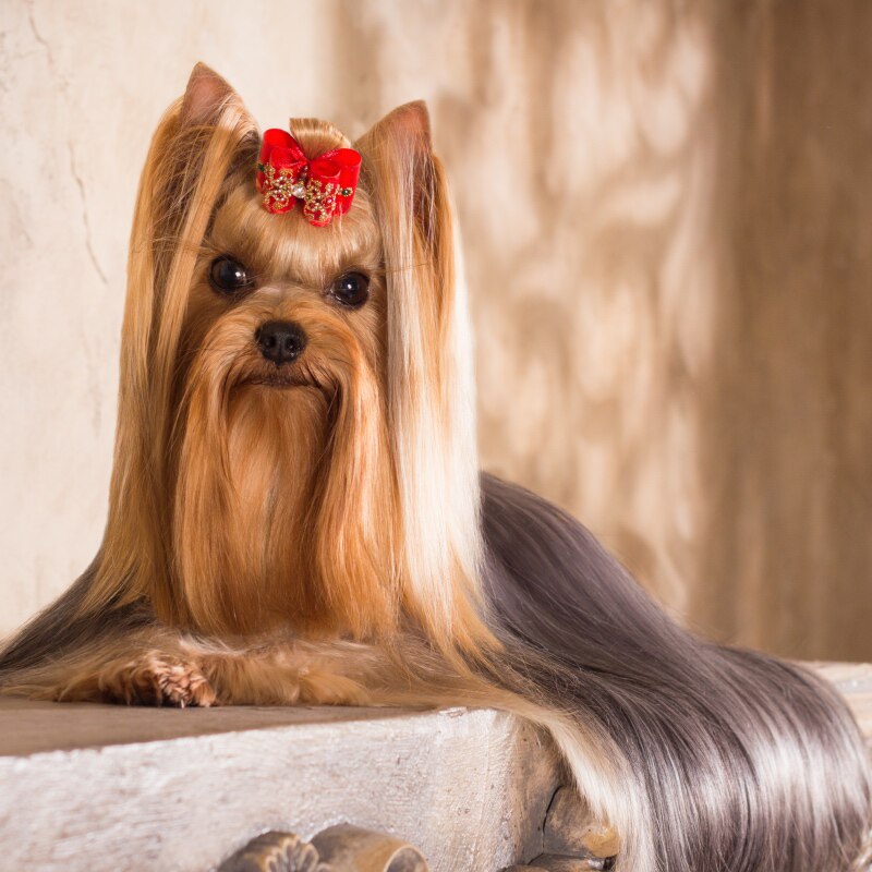 小不点犬舍 约克夏幼犬约克夏纯种活体超小体约克夏宠物狗茶杯犬