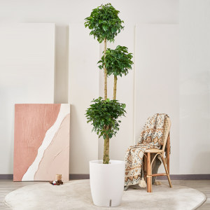 造型幸福树大型盆栽绿宝室内客厅净化空气植物办公室花卉绿植盆景