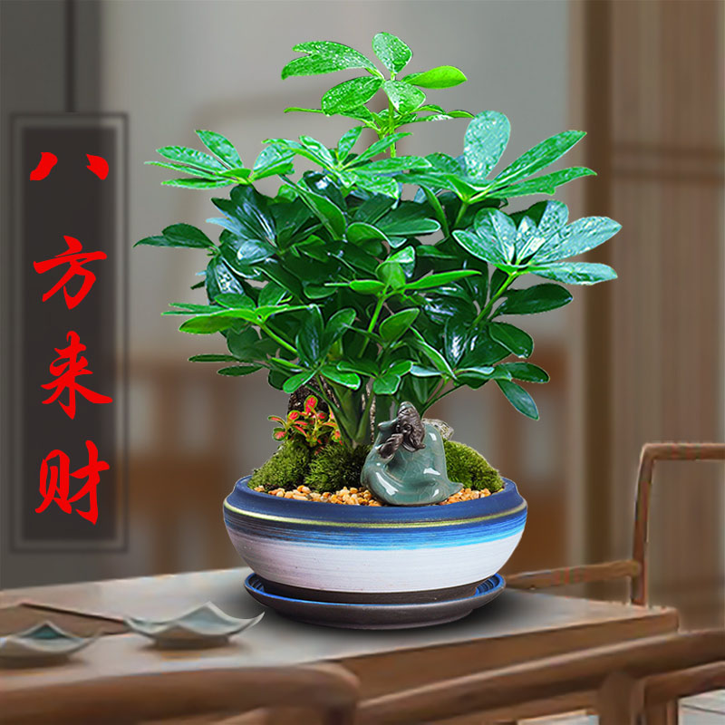 七叶莲盆栽招财室内鸭脚木盆景客厅八方来财四季常青