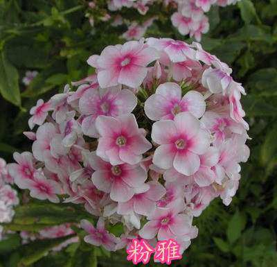 毛琼花木本植物园林绿化别墅绣球白马草木观赏性庭院花卉