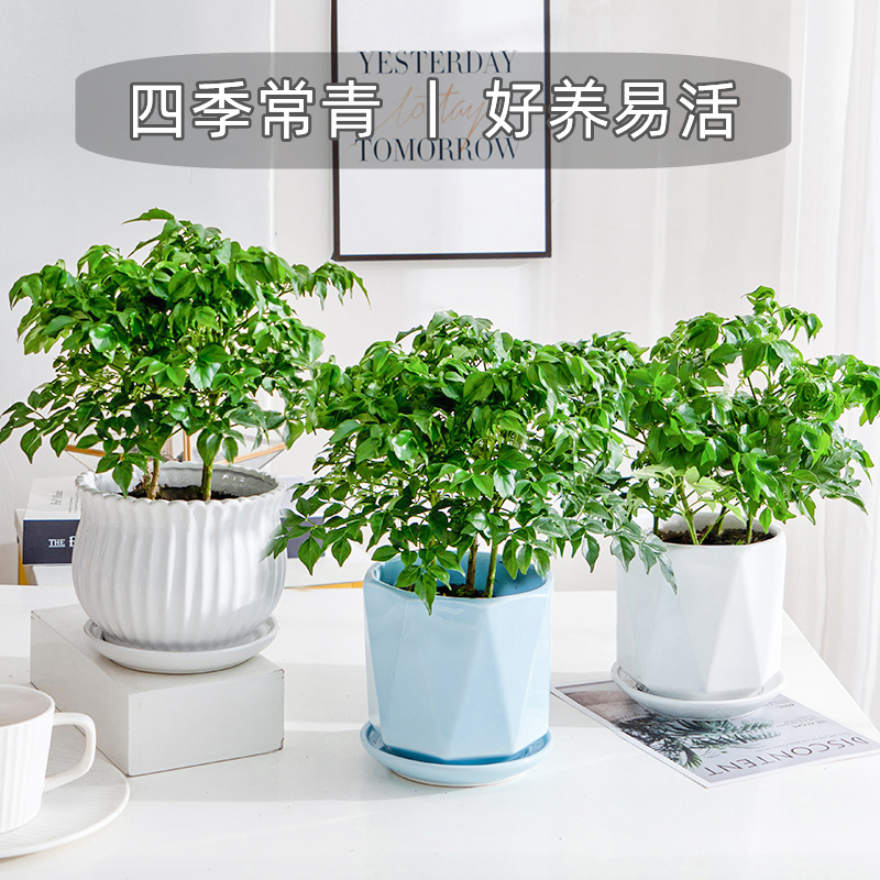 幸福树盆栽桌面绿植植物四季常青办公