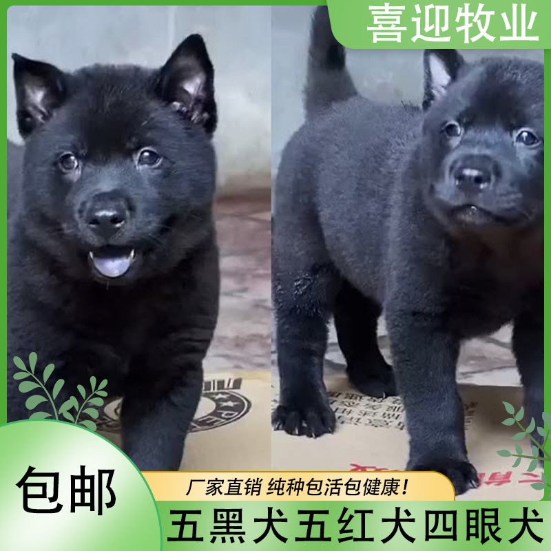 中华田园犬土狗幼犬幼仔幼崽五黑狗犬五红犬狗看家看门狗小狗活体