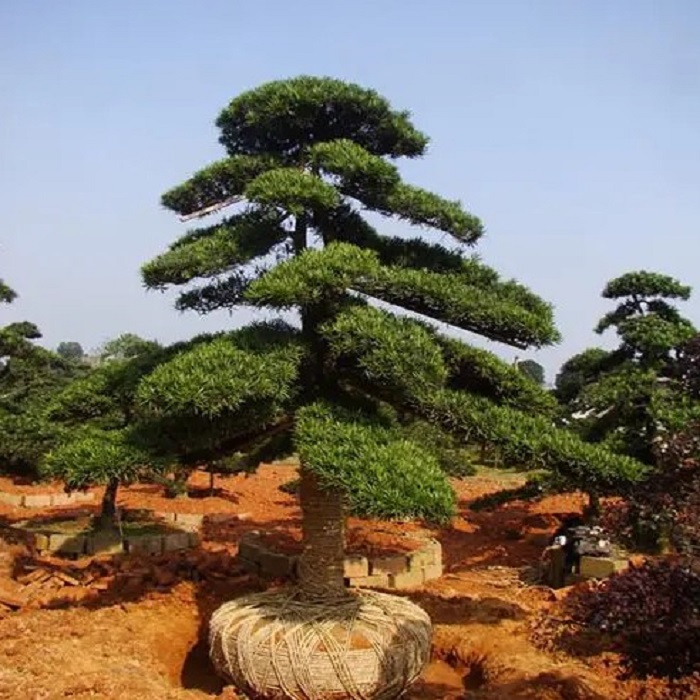 雀舌罗汉松树苗大树庭院别墅绿化四季常青植物大叶罗汉小苗迎客松