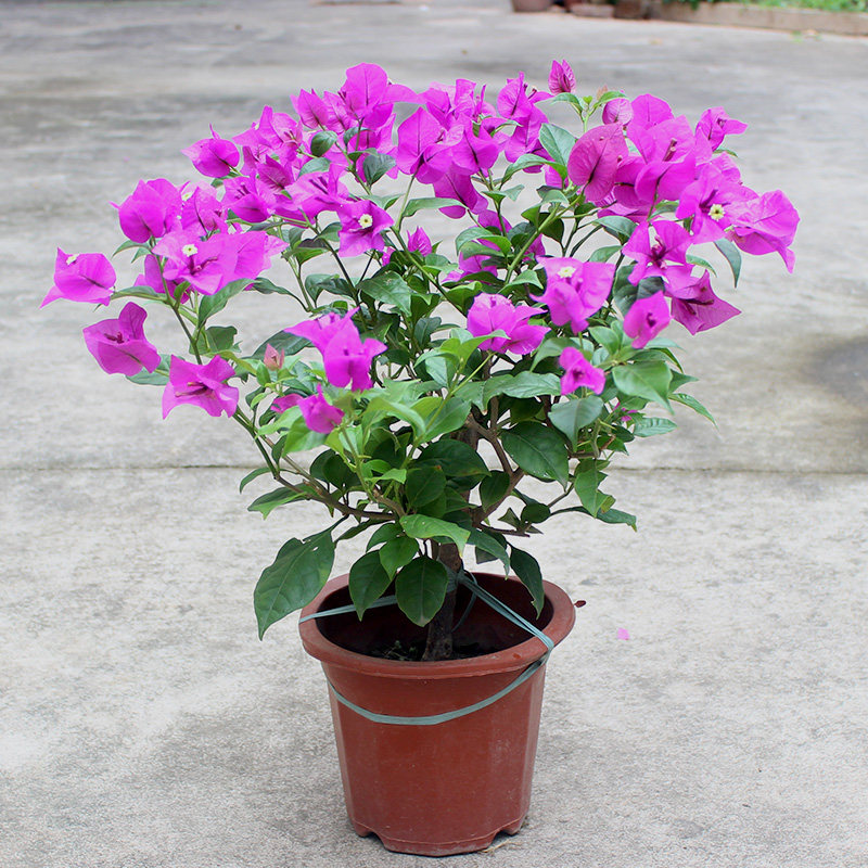 三角梅盆栽大