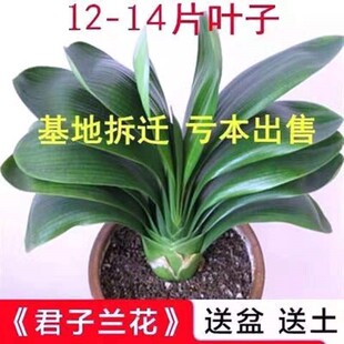 君子兰盆栽兰花客厅花卉绿植室内真花精品圆头和尚蝴蝶兰开花植物