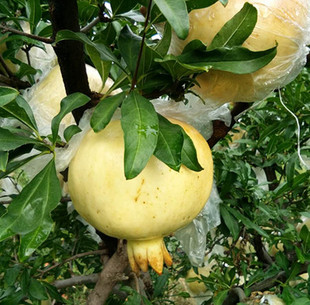 正宗安徽怀远白石榴 白花白皮白玉石籽石榴 特产滋补水果10斤包邮