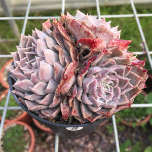 海琳娜多肉日系图片