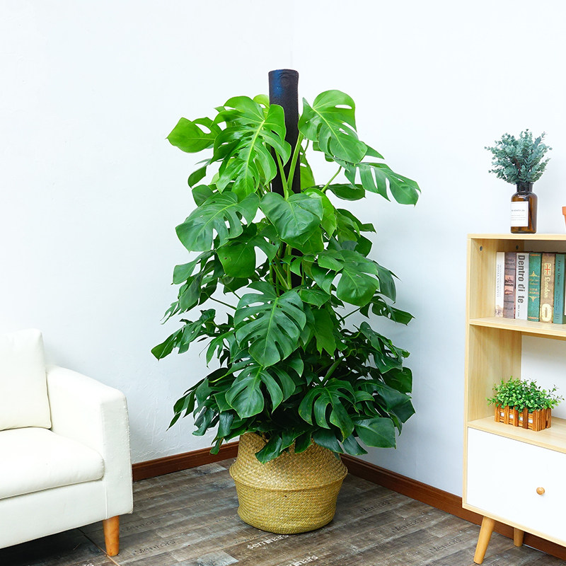 顺米爬柱龟背竹绿植盆栽室内大型植物桌面室内吸甲醛净化空气绿植