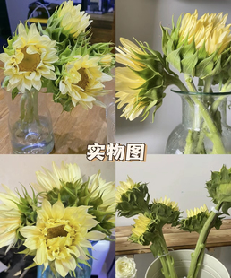 奶油向日葵鲜花云南基地直发家用水养插花鲜切花昆明直批小众新鲜