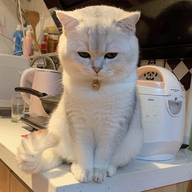 一折活体猫咪小型_银渐层英短银渐层猫幼崽银渐层幼猫小奶猫活体可爱