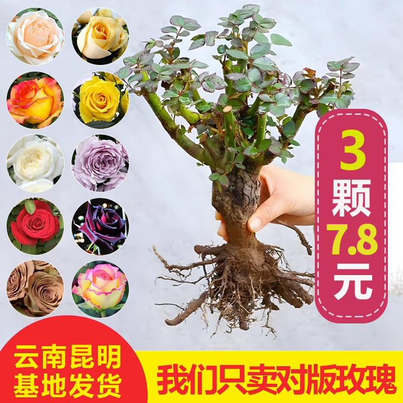 云南昆明玫瑰花树苗老桩3颗6颗红玫