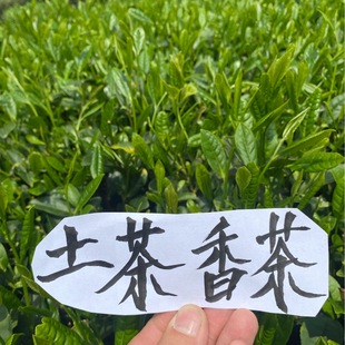 浙江松阳香茶2024年土茶炒青绿茶新茶半斤250g克明前春茶农家茶叶