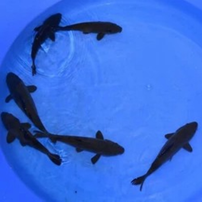 黑金龙凤锦鲤鱼黑金凤尾锦鲤鱼招财风水鱼黑锦鲤鱼活体包邮