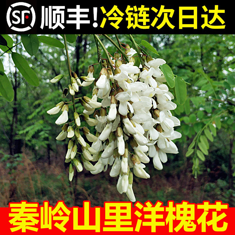 顺丰包邮槐花新鲜2024年鲜槐花河