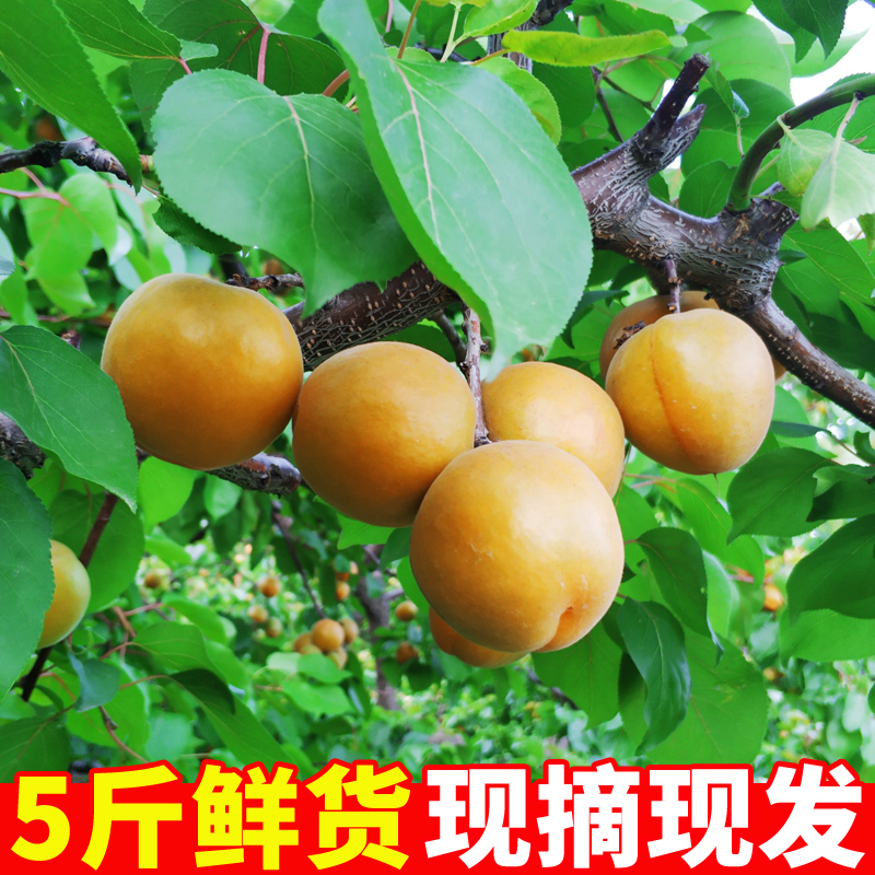 山西金太陽大黃杏新鮮5斤當季杏子水果孕婦酸甜應季現摘陝西黃杏在類目 水產肉類/新鮮蔬果/熟食, 新鮮水果, 其它中 - 來自Buy2taobao.com提供專業的淘寶代購服務