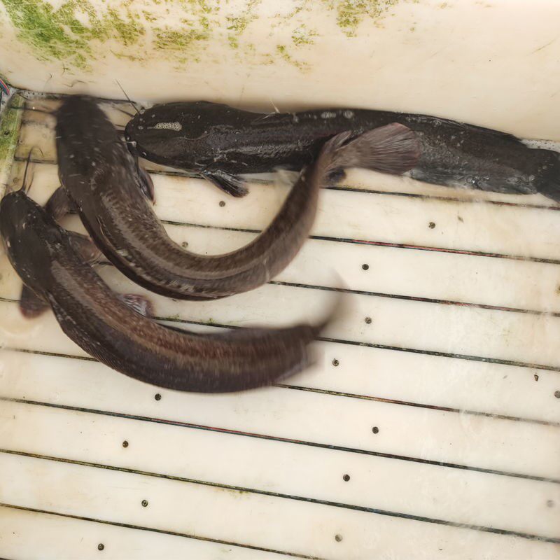 胡子鲶鱼苗活体塘鲺