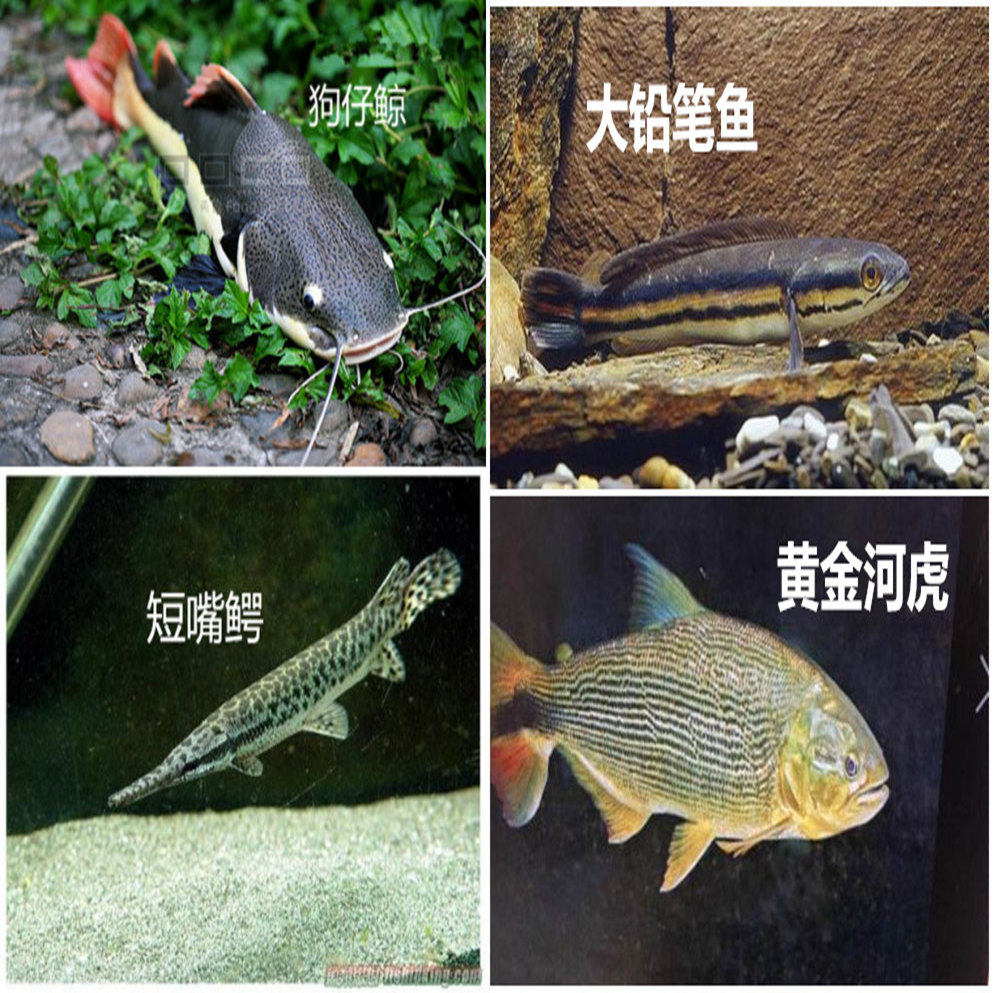 黄金河虎鱼_麻哈脂鲤百科图片_饲养繁殖_雌雄鉴别_sbike