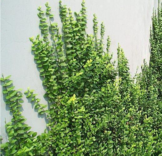 小叶爬山虎攀缘植物爬藤小叶扶芳藤苗爬行卫矛四季不掉叶可盆栽