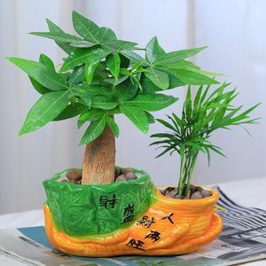 摇钱树盆景图片