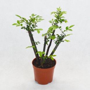 小叶紫檀盆景盆栽树苗正宗