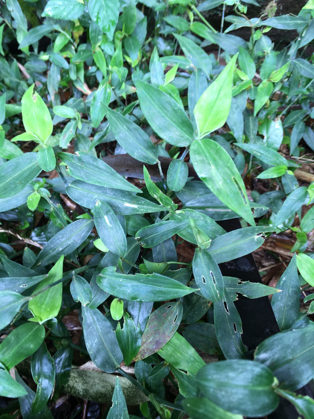 野生新鲜鸭跖草翠蝴蝶竹叶菜碧竹子淡竹叶竹篙菜岭南特产一斤包邮