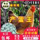 小鸡活苗高产麻羽鸡活苗绿壳蛋鸡活苗产蛋王鸡脱温苗五黑鸡下蛋鸡