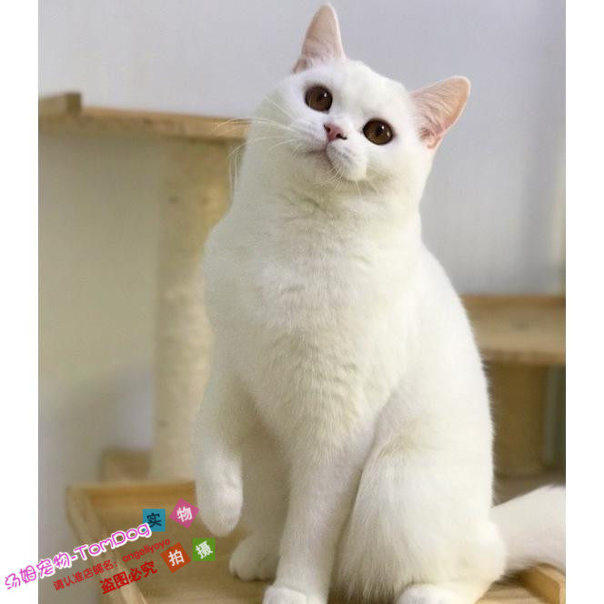 赛级猫活体纯种英国短毛猫幼猫活体家养全白色英短立耳猫银渐层g