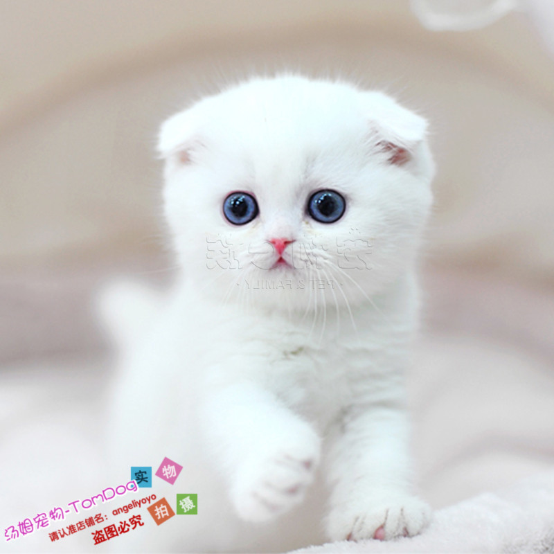 折耳猫幼猫英国短毛猫