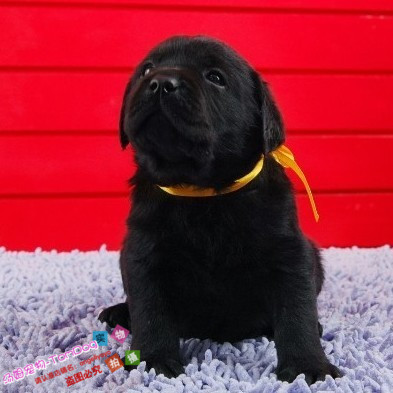 > 拉布拉多幼犬