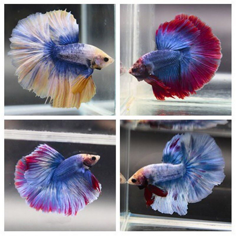 尾巴观赏鱼热带鱼养活泰国半月鱼水水族宠物淡水鱼