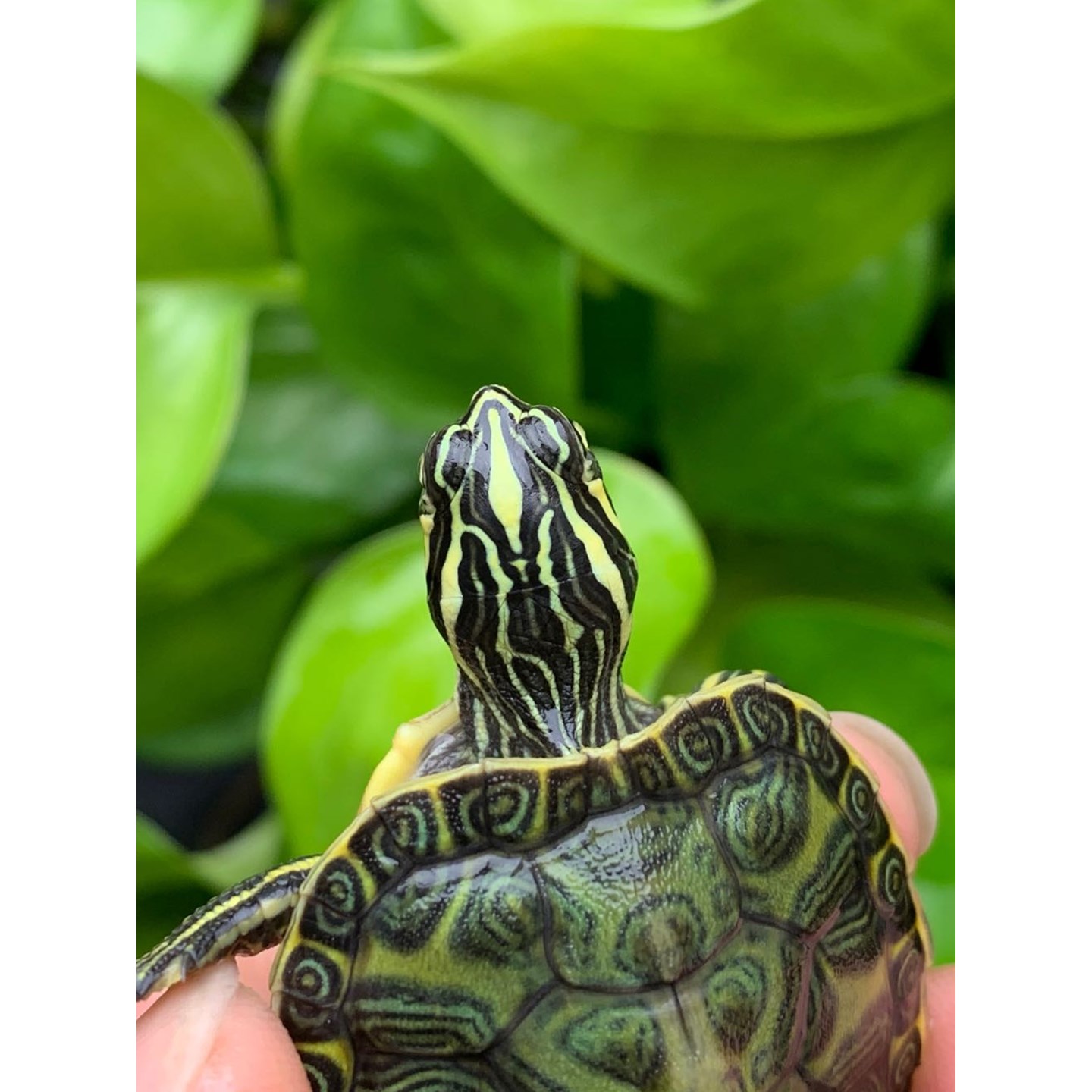 宽纹火焰龟火焰缸素食吃菜乌龟活物宠物乌龟深水吃鱼粪在类目 宠物/宠物食品及用品, 水族世界, 龟/鳖中 - 来自Buy2taobao.com提供专业的淘宝代购服务