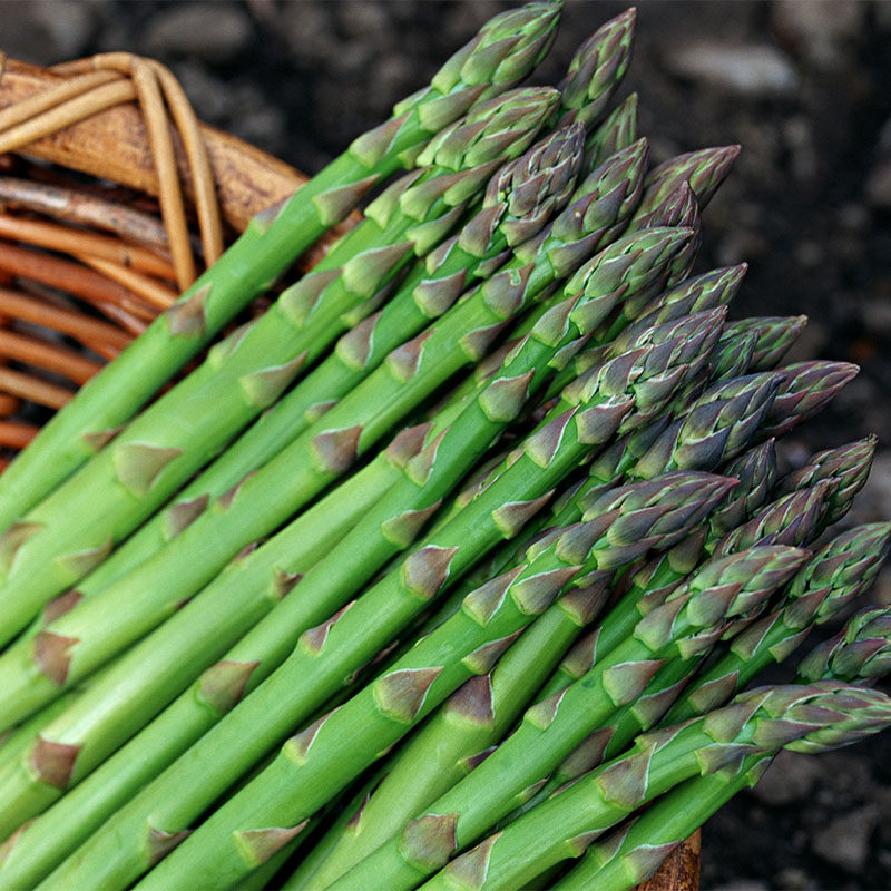 新鲜精选脆嫩大芦笋农家自种蔬菜现摘现发2023年春季江浙沪皖速到