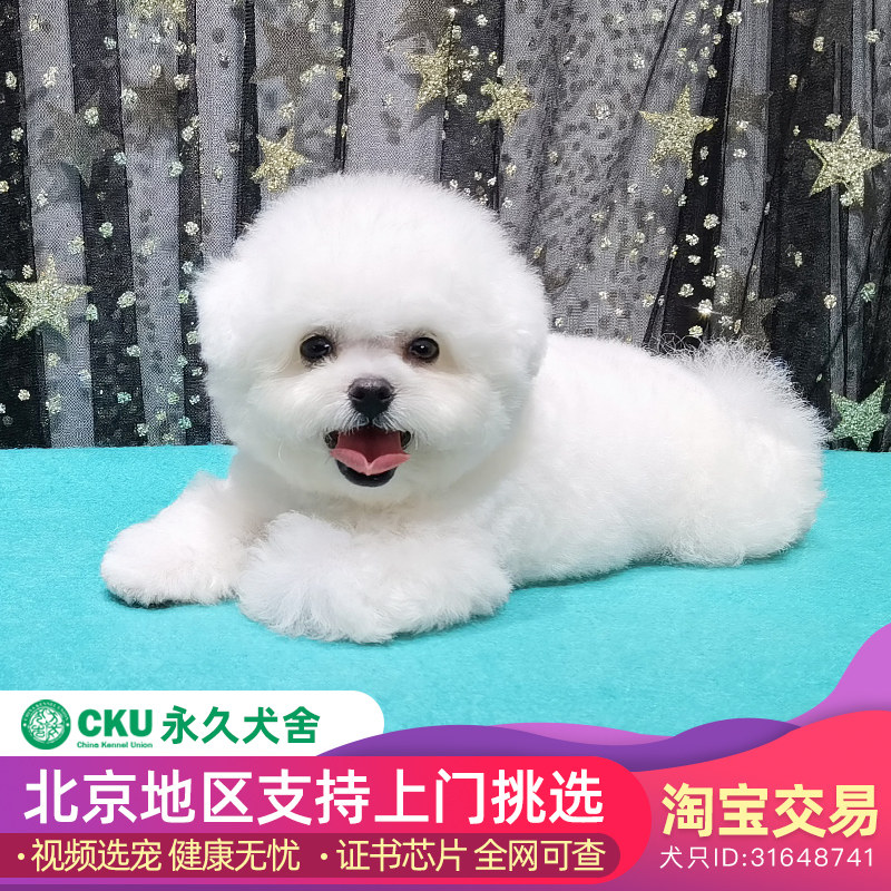 一折比熊犬活体