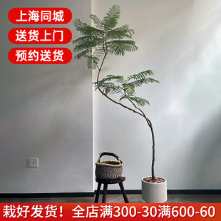 蓝花楹大型绿植 一物一拍室内网红造景观叶盆栽植物 客厅落地装饰